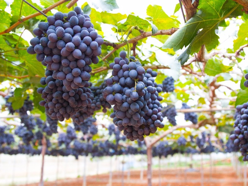 vineyard grapes