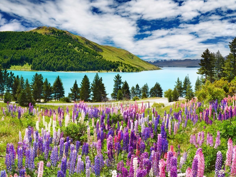 Lake Tekapo, New Zealand