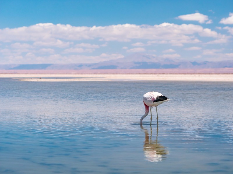  San Pedro de Atacama