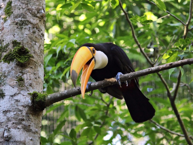 toucan in the Argentine jungle