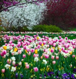 pink, white, and yellow tulips in a botanical garden