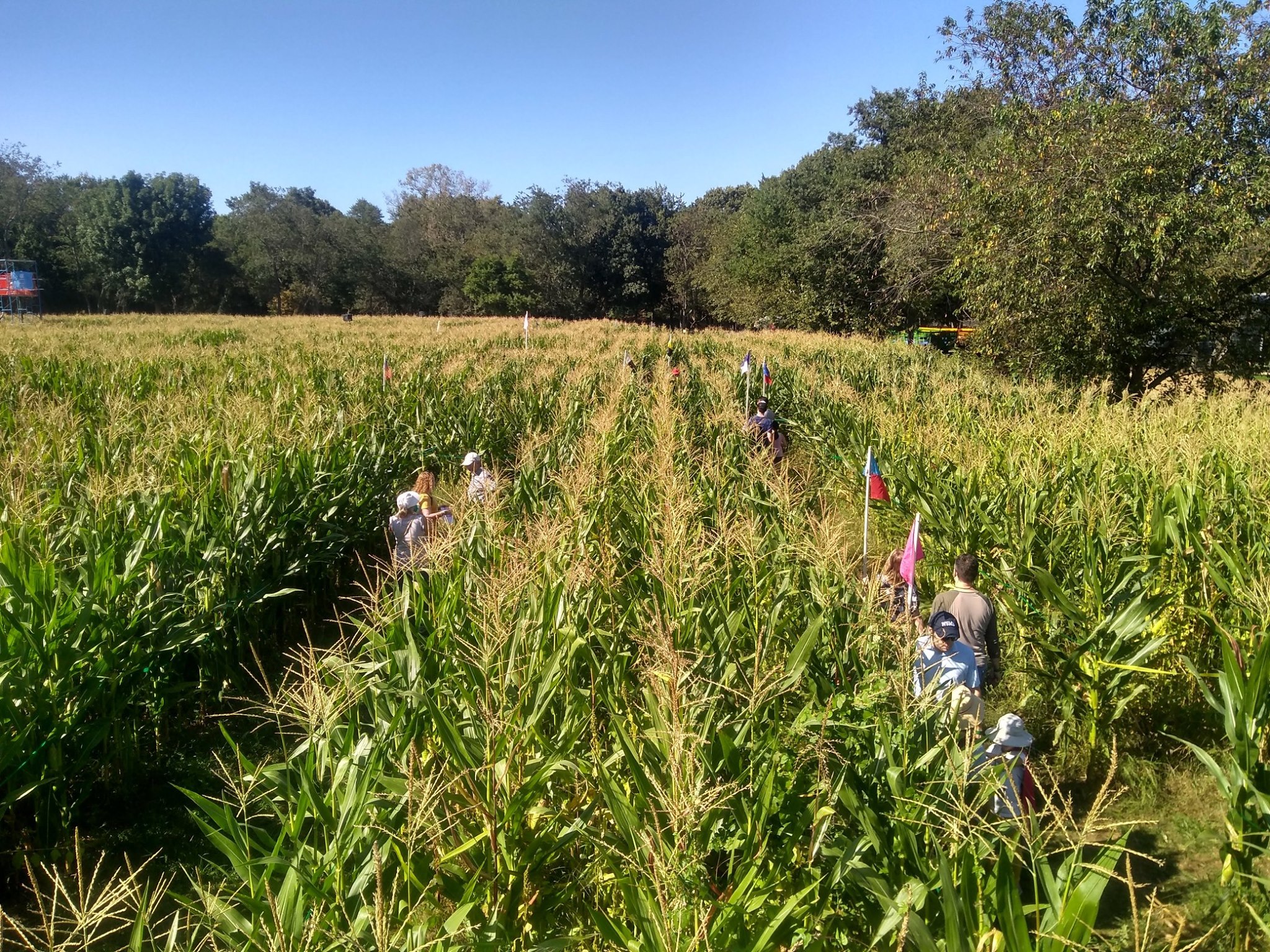 Amazing Maize Maze at The Queens County Farm Museum