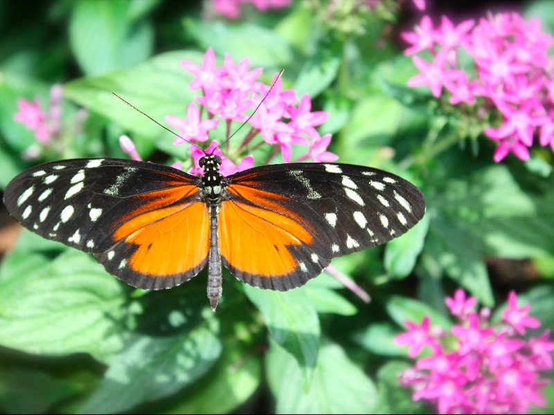 Key West Butterfly & Nature Conservatory