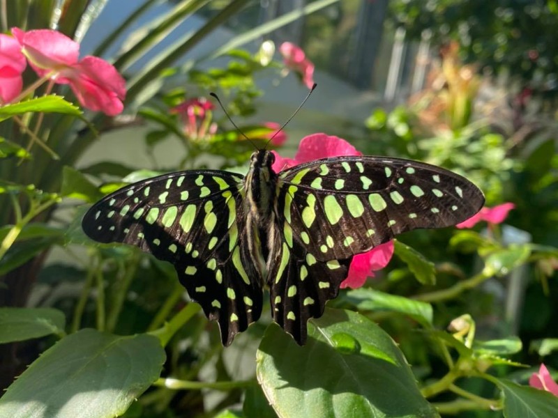 Key West Butterfly and Nature Conservatory