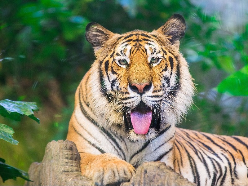 Sumatran Tiger