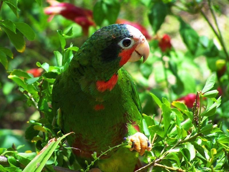 Cayman Brac Parrot