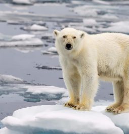 polar bear standing on all fours on an iceberg