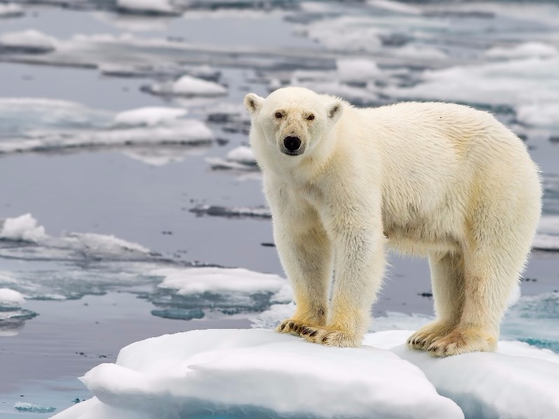 polar bear in Svalbard, Norway