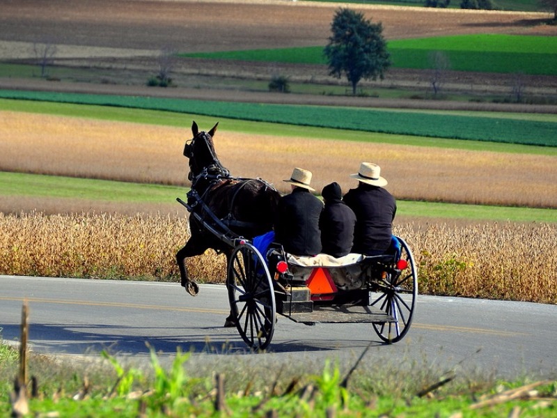 Amish horse and open carriage