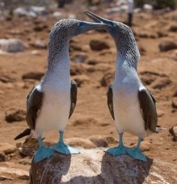 blue footed boobie courtship