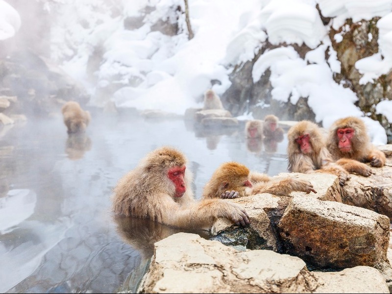 Snow monkeys, Nagano, Japan