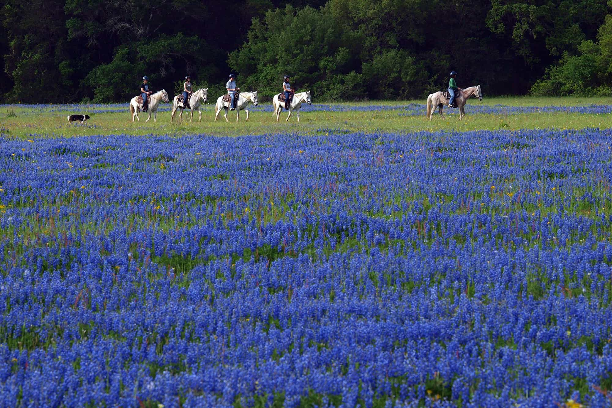 BlissWood and Breakfast Ranch at Lehmann Ranch in Cat Spring