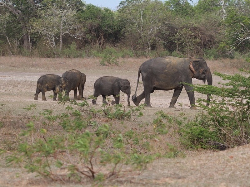 Yala National Park 