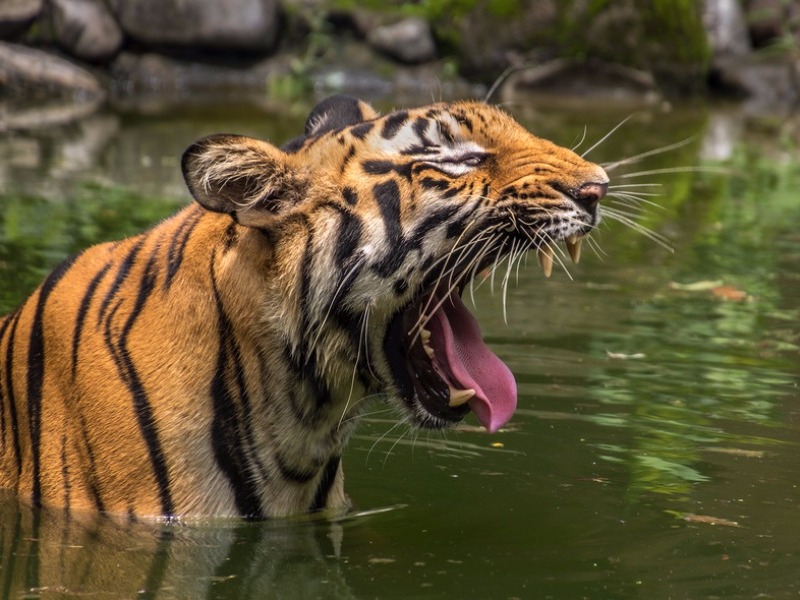 Sundarbans National Park 