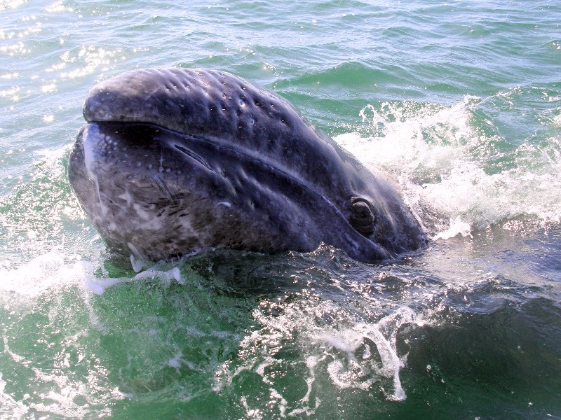 Baby grey whale San Ignacio Lagoon