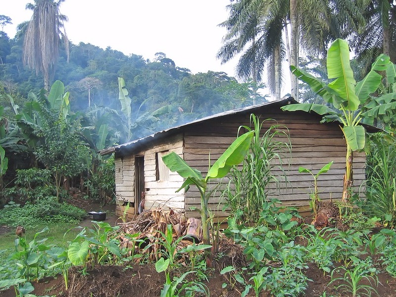 Farmer house in the jungle  of Cameroon