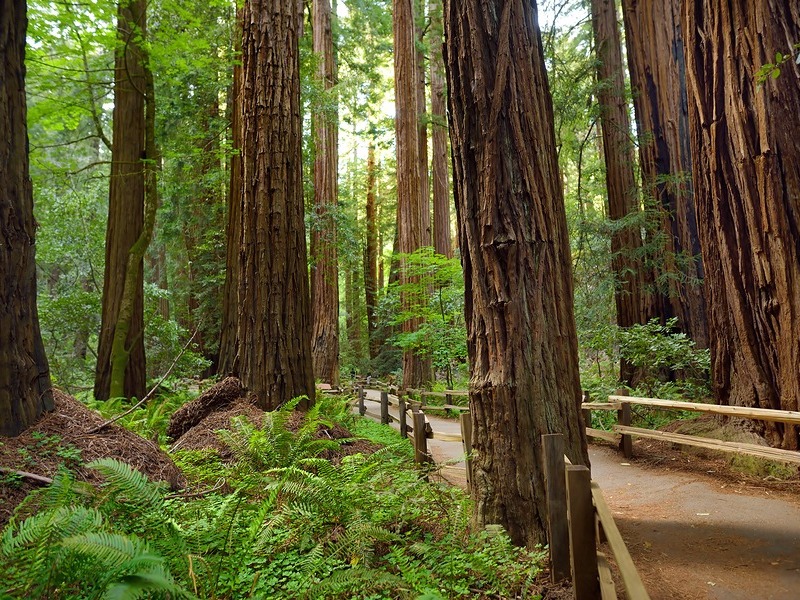 Hiking trails through giant redwoods in Muir forest