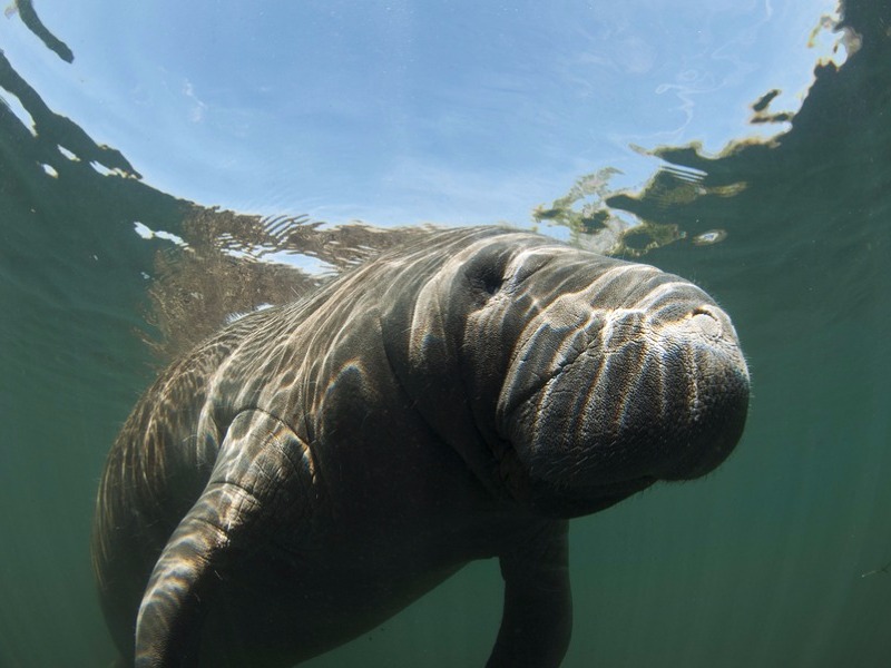 Manatee in Homosassa River