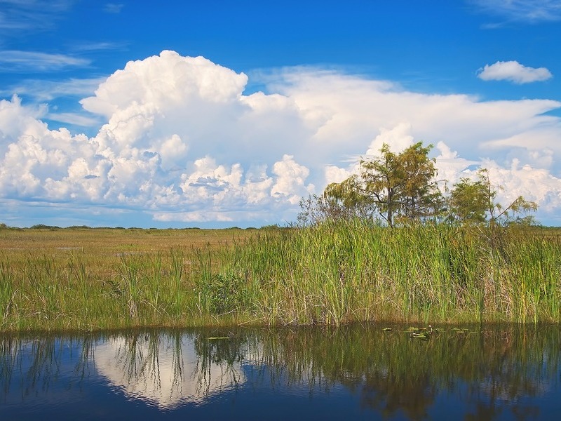 Shark River slough adjacent to the Tamiami Trail 