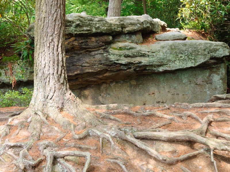 Tree Roots near Farmington