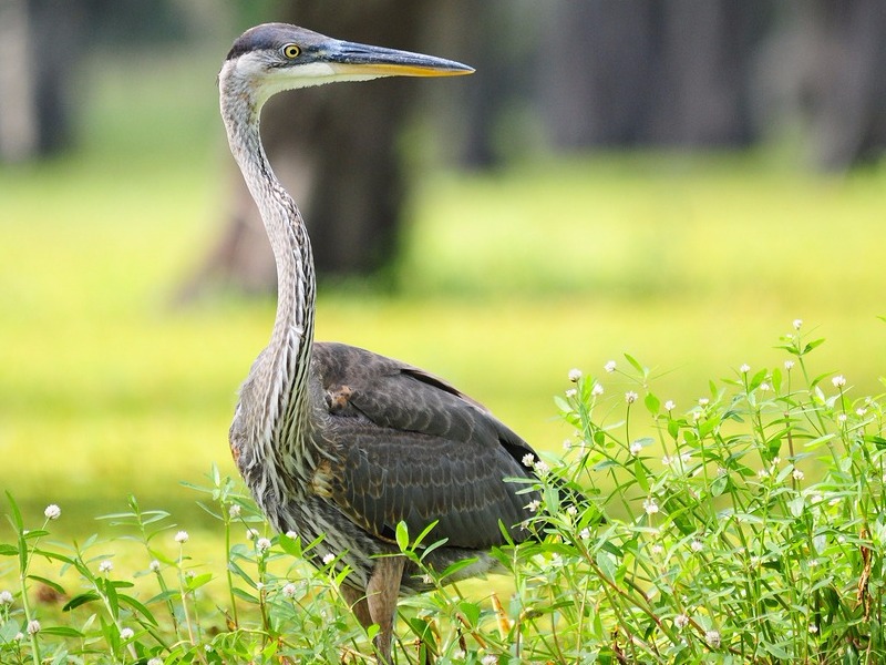 Great Blue Heron wading in a lush, green Louisiana swamp