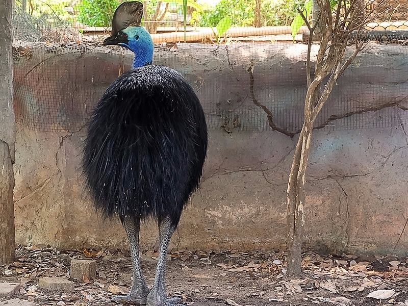 A Large Stocky Flightless Bird of Northern New Guinea