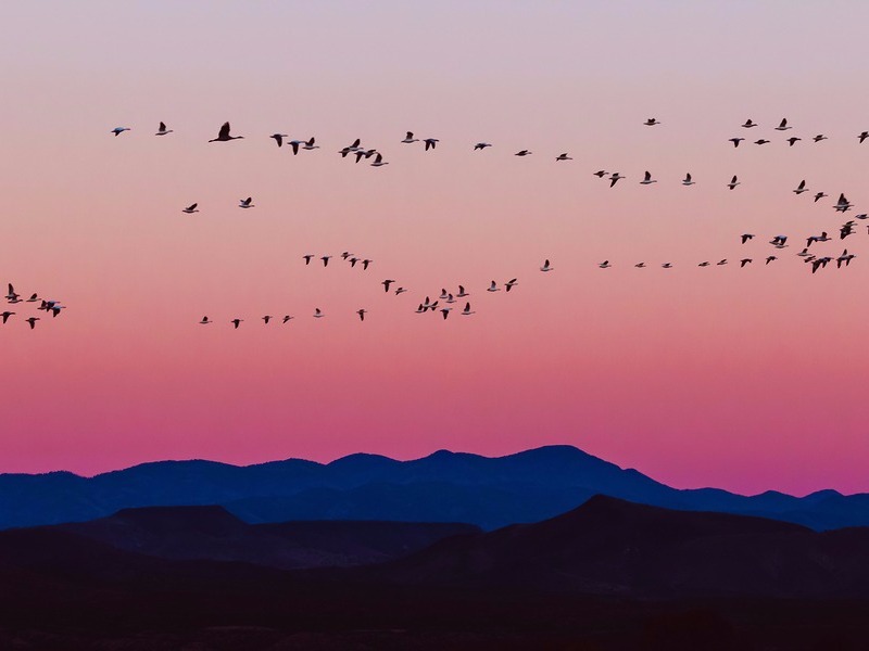 Snow geese arriving during sunrise in Bosque del Apache National Wildlife Refuge