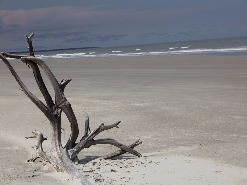 Driftwood on the beach, Cumberland Island 