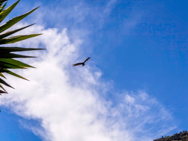 Andean Condor Vultur Gryphus Over The Tungurahua Volcano In Ecuador