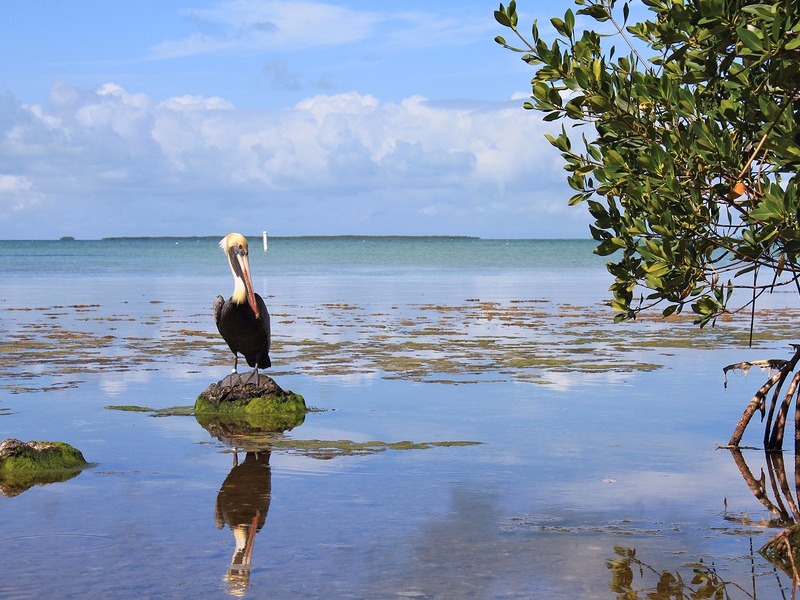 Everglades National Park lake view and pelican