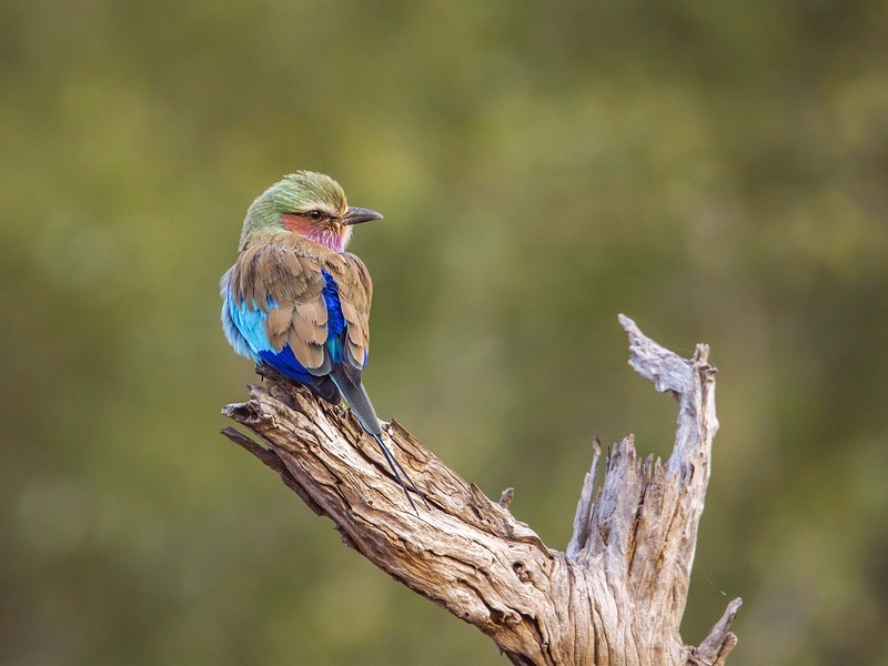 Lilac-breasted roller in Kruger National Park