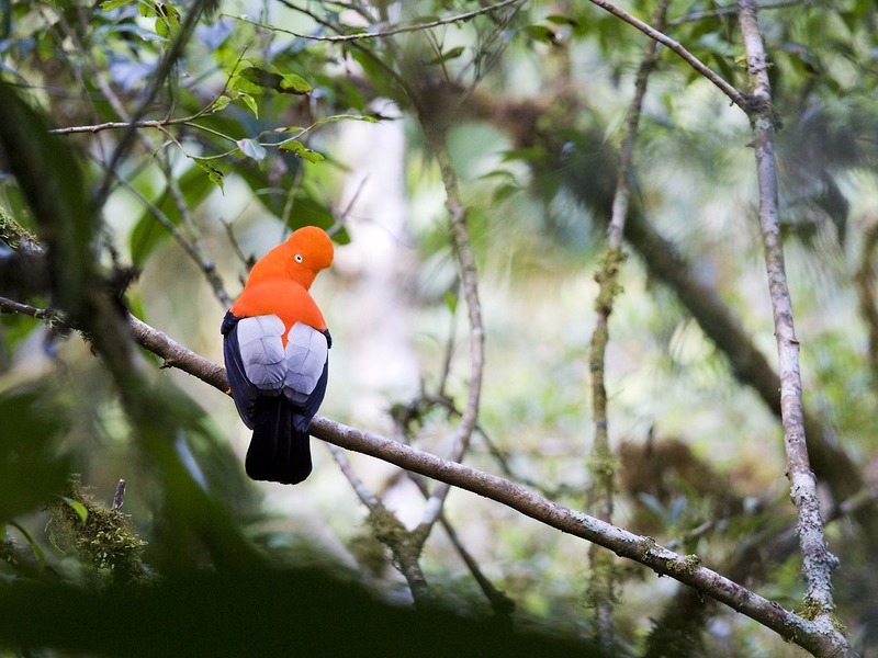 Andean Cock of the Rock