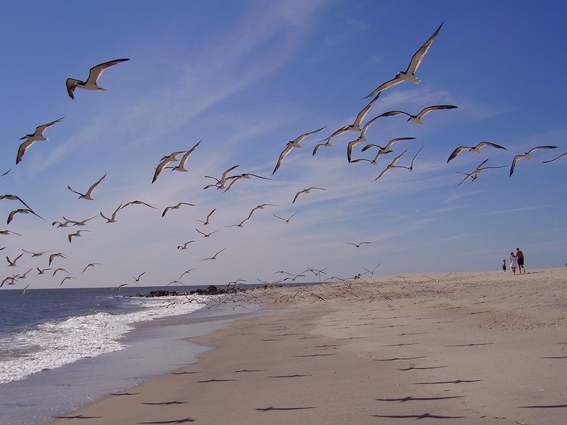 Birds flying around the beaches of Cape May