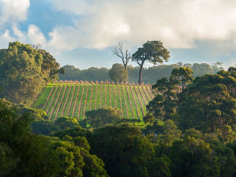 Margaret River vineyard