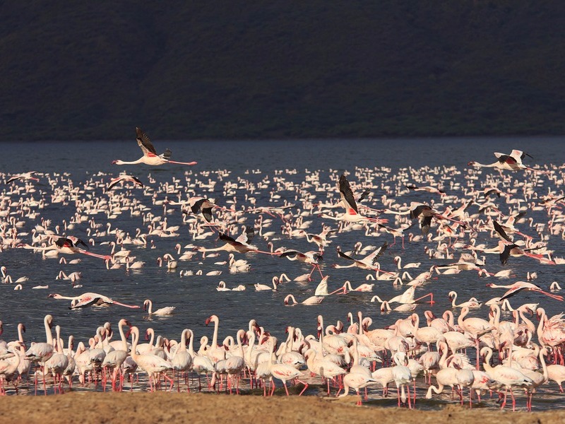 Greater and Lesser Flamingoes in East African Rift Valley