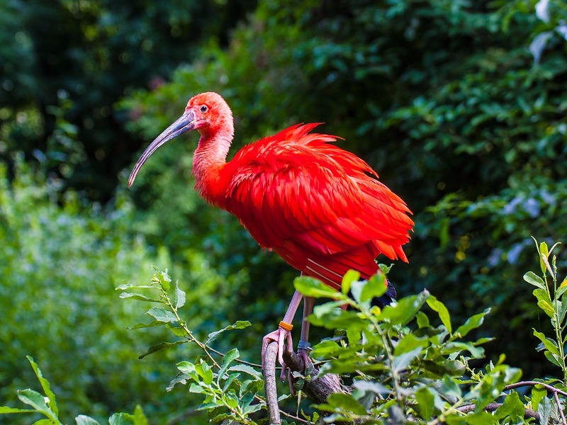 Scarlet Ibis sitting on a branch