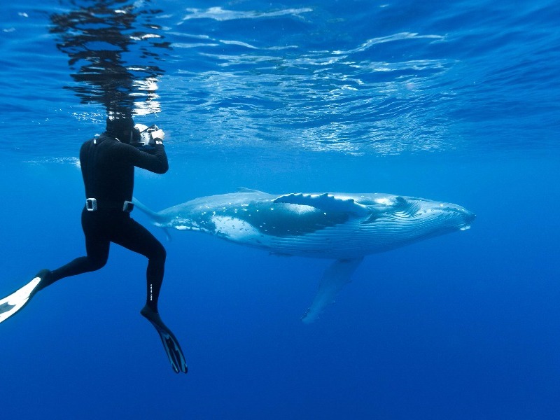 Diving with humpbacks in Tonga