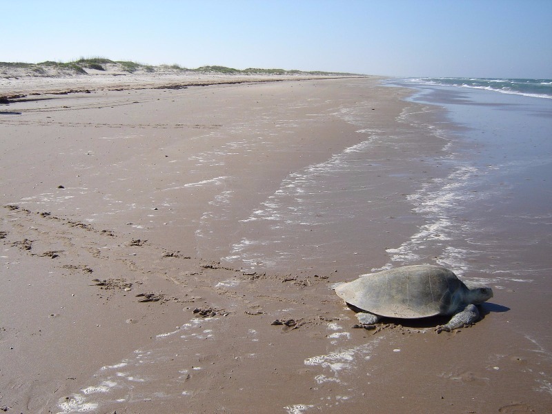 Padre Island National Seashore