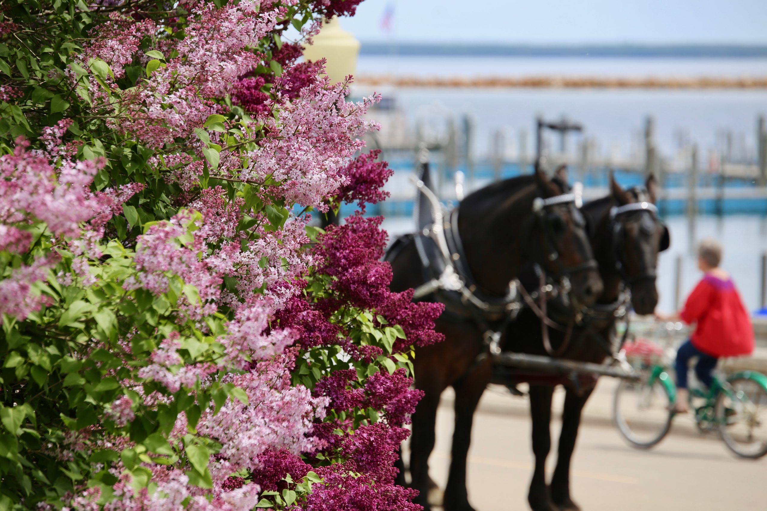 Mackinac Island Lilac Festival