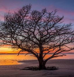 lone bare tree on beach with sunsetting in background