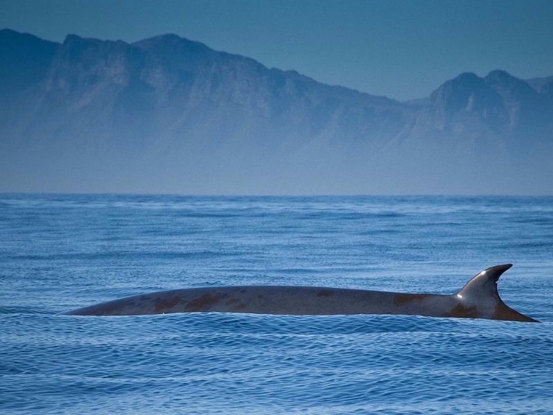 Brydes Whale off Dana Point