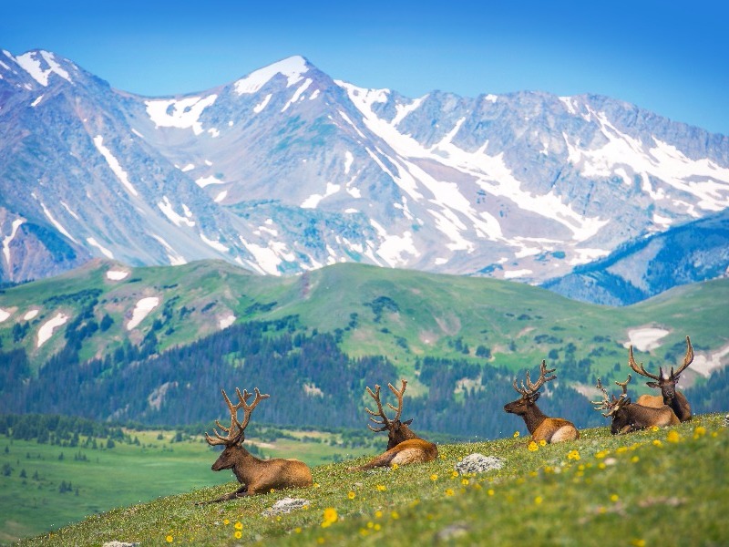 Elk in Rocky Mountain National Park, Colorado