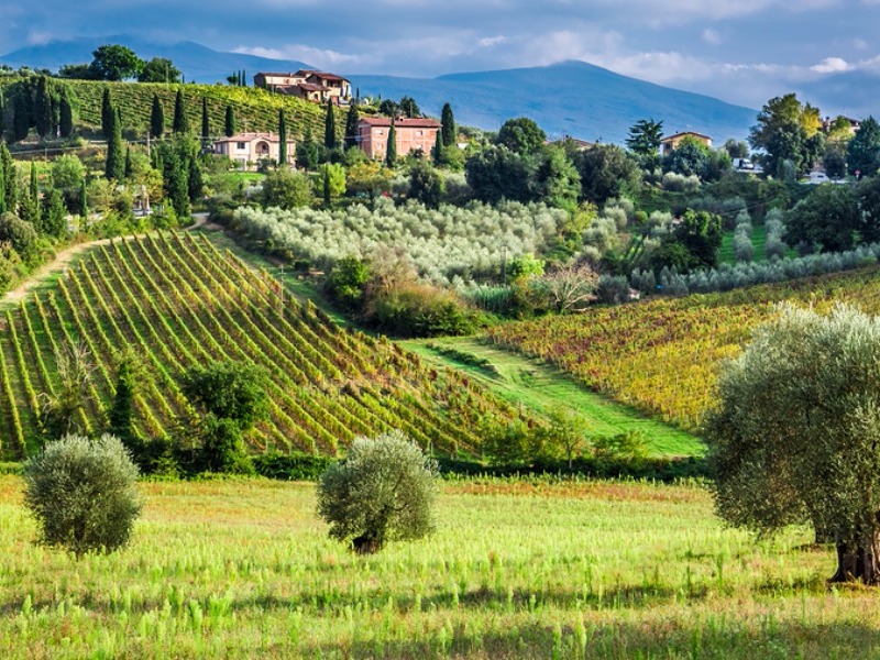 Vineyards and olive trees in Tuscany