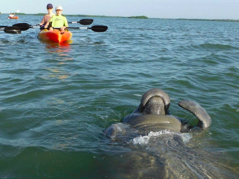 Lee County Manatee Park, Fort Myers