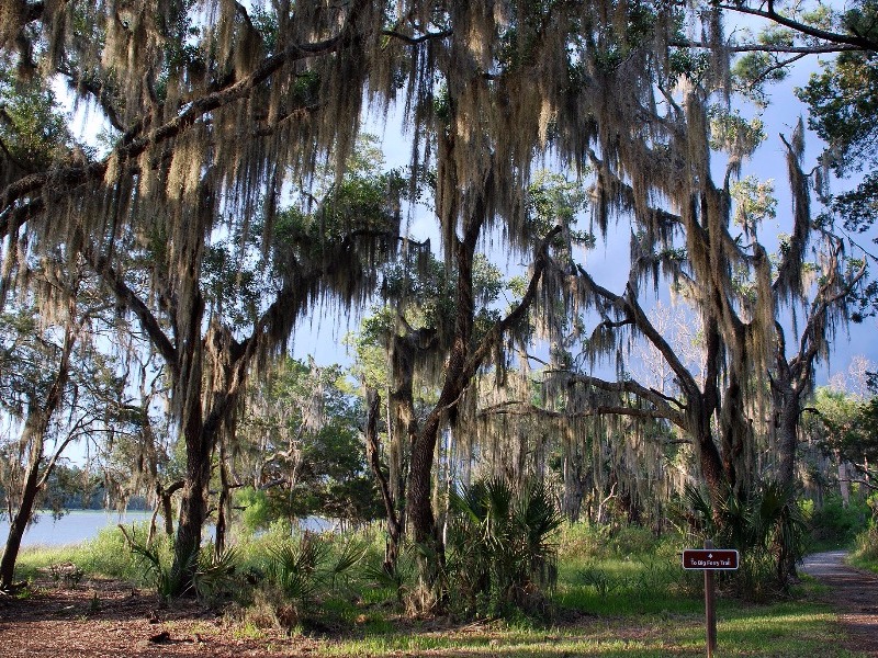 Trees at Skidaway Island 