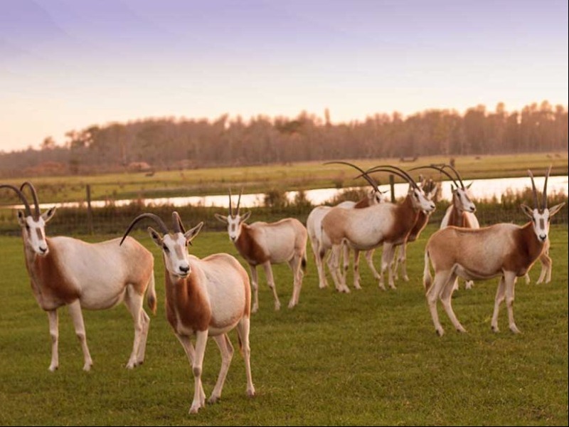 Safari Wilderness Ranch, Lakeland