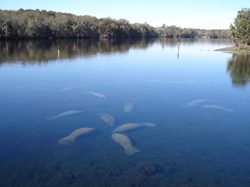 Manatee Springs State Park, Chiefland