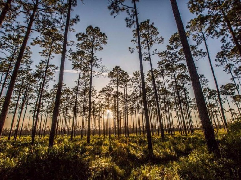 Okefenokee National Wildlife Refuge