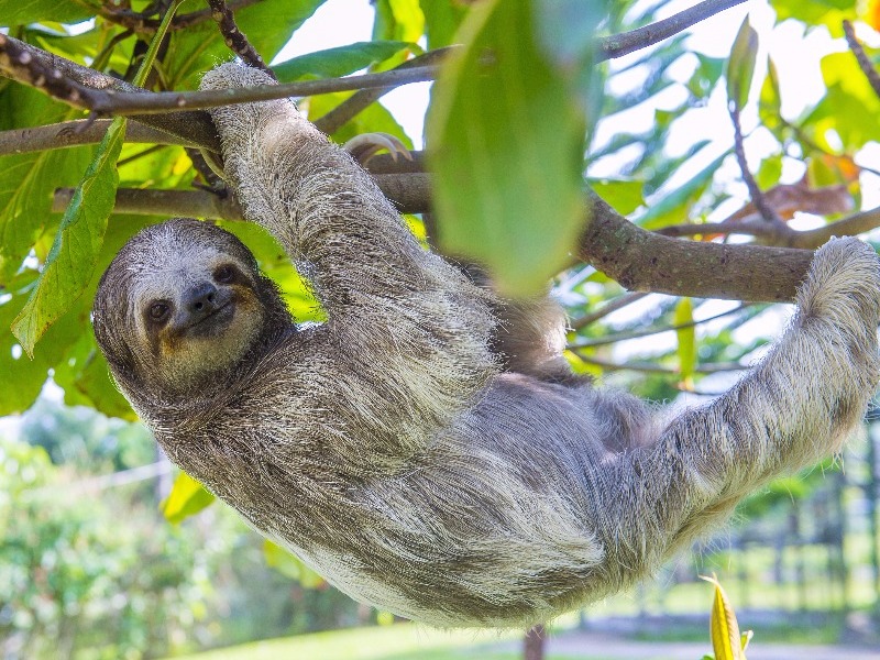 Sloth in the Amazon