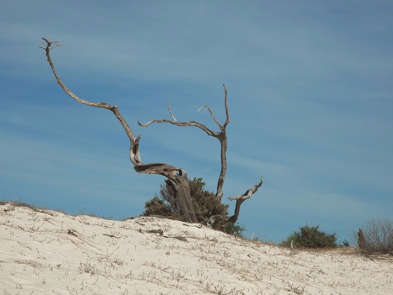 Driftwood on Beach Cumberland Island National Seashore 